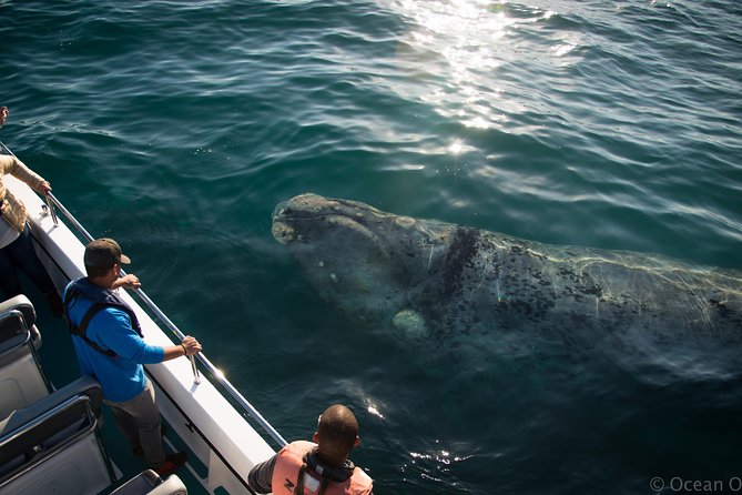 Whale Watching Knysna - Close Encounter Experience Ocean Odyssey - Meeting Location Details