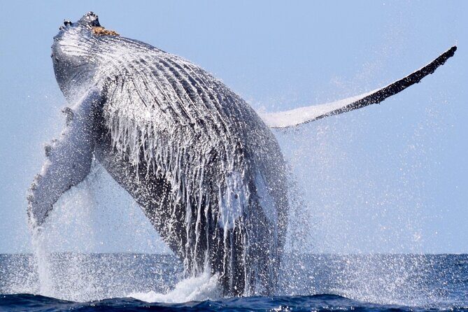 Whale Watching, Kraken Chase and Cabo Arch - Who Will Enjoy This Tour?