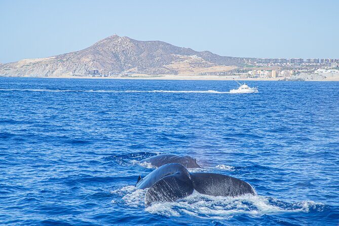 Whale Watching, Kraken Chase and Cabo Arch - Final Thoughts