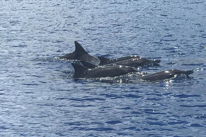 Whale Watching Moorea (non-swimming) - Key Points