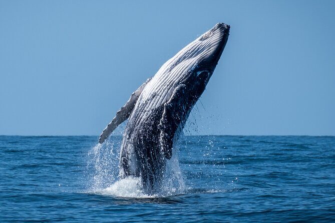 Whale Watching Moorea (non-swimming) - Final Thoughts