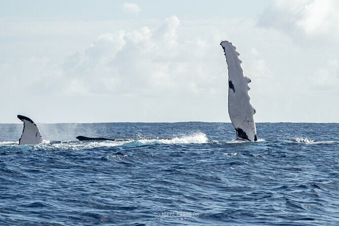 Whale Watching Moorea (non-swimming) - FAQ