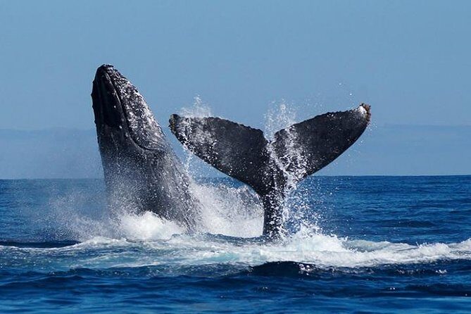 Whale Watching on 2 Level Big Boat with Breakfast and Drinks INCLUDED - The Value of This Tour