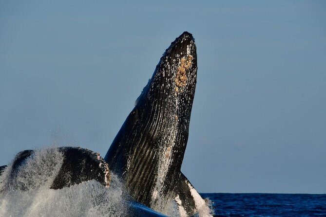Whale Watching on a Glass Bottom Boat - Final Thoughts: Is It Worth It?