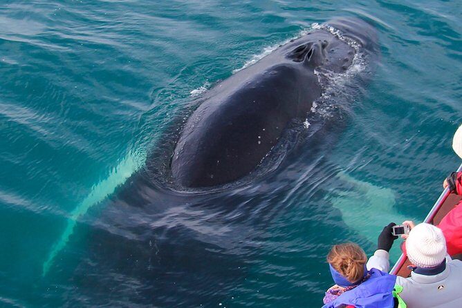 Whale Watching on board a Traditional Oak Boat from Árskógssandur - What Our Reviews Tell Us