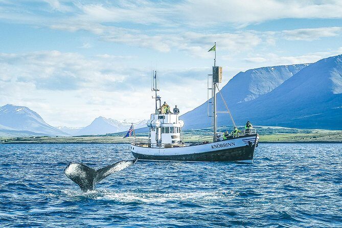 Whale Watching on board a Traditional Oak Boat from Árskógssandur - Final Thoughts: Is It Worth It?
