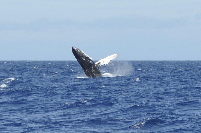 Whale Watching on Coral Princess in Bermuda - The Experience From Real Travelers’ Perspectives