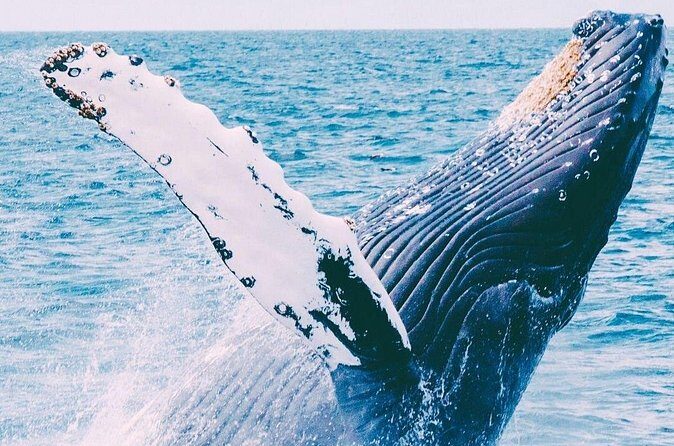 Whale Watching on Coral Princess in Bermuda - Why Choose This Tour?