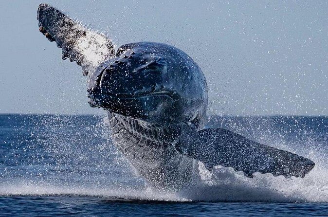 Whale Watching on Coral Princess in Bermuda - FAQ