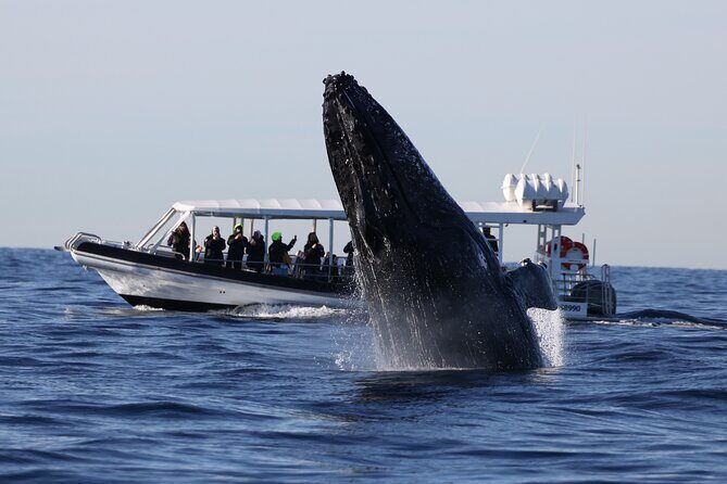 Whale Watching on Speed Boat with canopy from Sydney Harbour - Who Would Love This Tour?