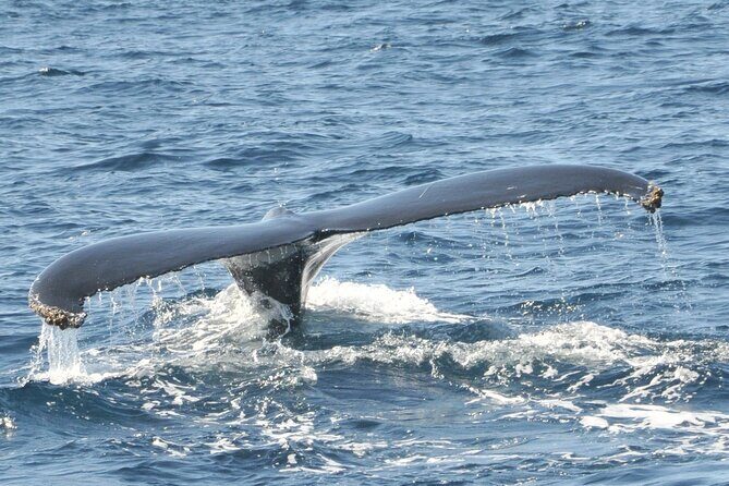 Whale Watching on Sundeck in Bermuda - The Experience That Awaits You