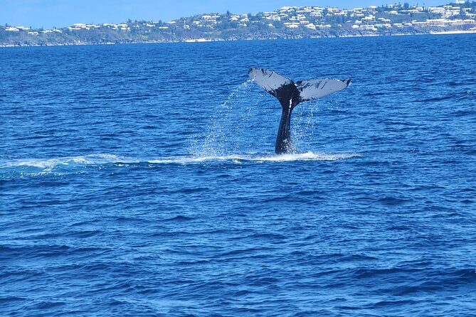 Whale Watching on Sundeck in Bermuda - Who Should Consider This Tour?