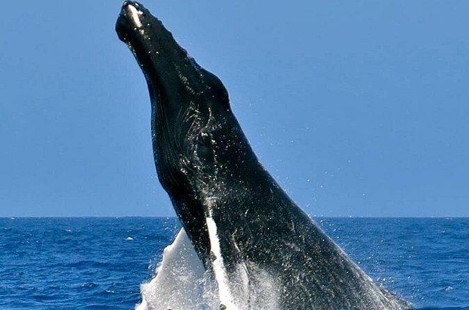 Whale Watching on Sundeck in Bermuda - The Sum Up