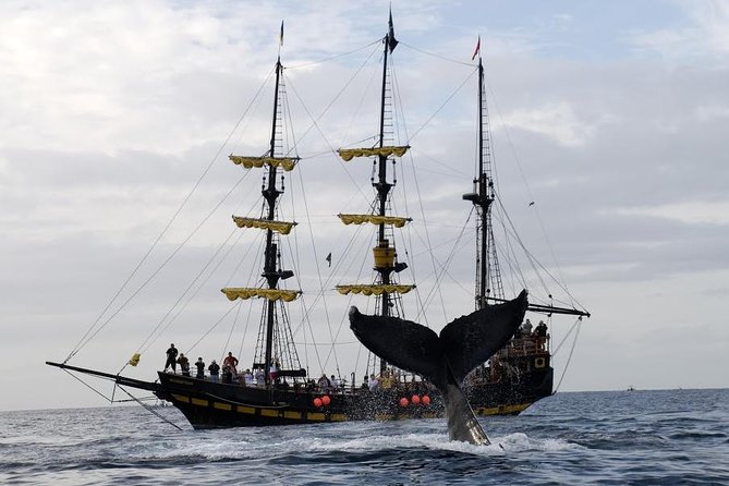 Whale-Watching Pirate Ship Cruise in Los Cabos - Wildlife Viewing