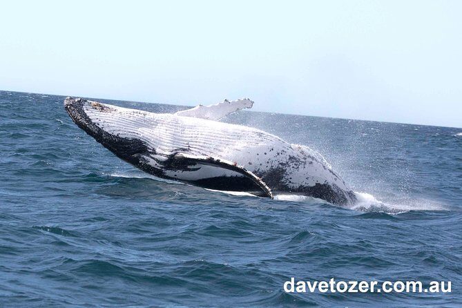 Whale Watching Sailing Experience in Sydney - FAQs