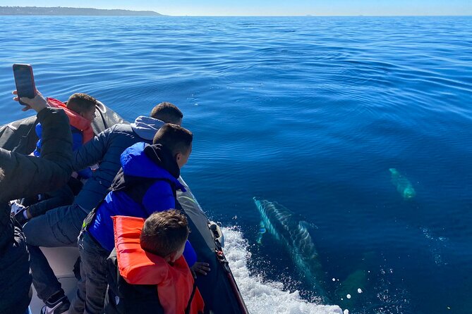 Whale Watching San Diego: Private Charter Experience - Schedule and Accessibility