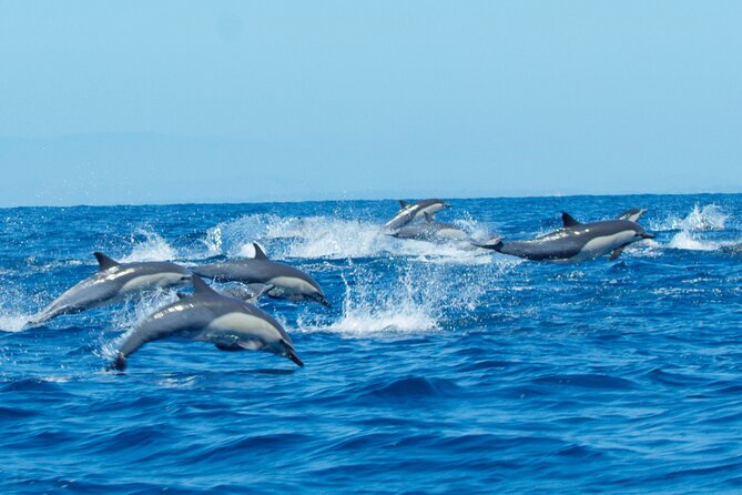 Whale Watching San Diego: Private Charter Experience - Highlights and Guest Reviews
