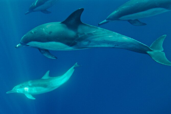 Whale Watching San Diego: Private Charter Experience - Questions About Your Stay