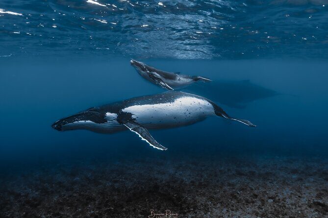 Whale Watching Shared Half Day - Exploring the Moorea Whale Watching Experience in Detail