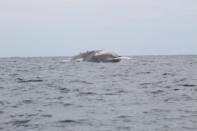 Whale Watching Shared Tour - An In-Depth Look at the Whale Watching Shared Tour