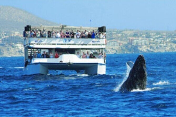Whale Watching Sunset Tour - Key Points  
