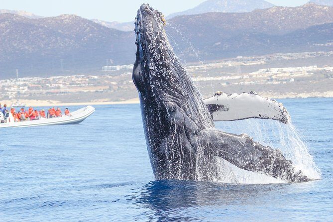 Whale Watching, The Famous Arch and Fast Boat Tour in Los Cabos - Who Will Love This Tour?