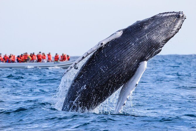 Whale Watching, The Famous Arch and Fast Boat Tour in Los Cabos - FAQ