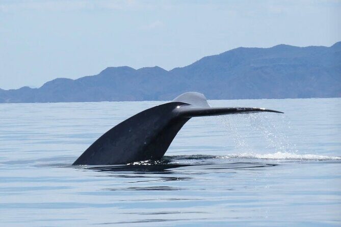 Whale Watching Tour - Key Points