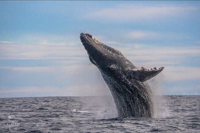 Whale Watching Tour in Cabo San Lucas - An Introduction to Cabo Whale Watching