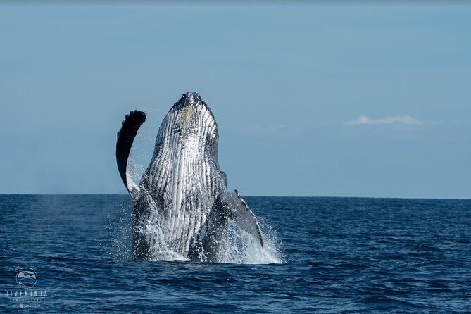 Whale Watching Tour in Cabo San Lucas - Meeting Points and Practical Details