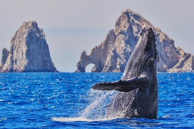 Whale Watching Tour in Glass Bottom Boat (VisitA Cabo) - Key Points