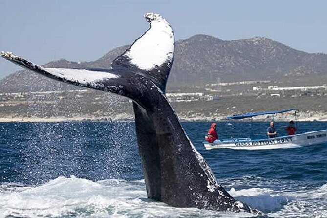 Whale Watching Tour in Glass Bottom Boat (VisitA Cabo) - The Sum Up