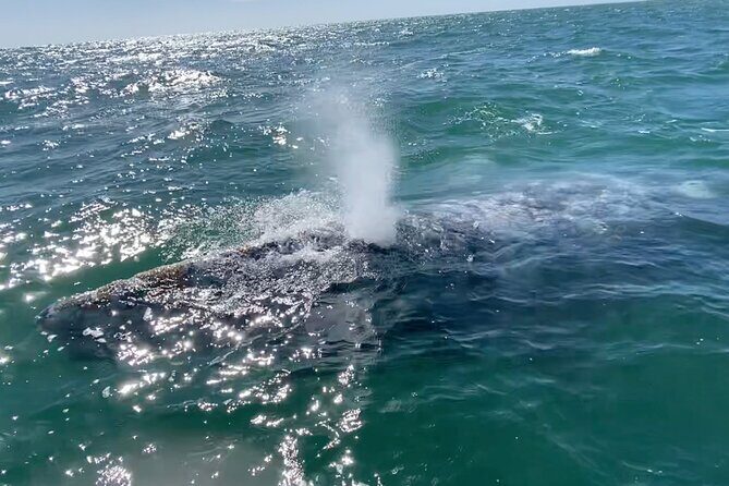 Whale Watching Tour in La Paz - A Deep Dive into the La Paz Whale Watching Tour