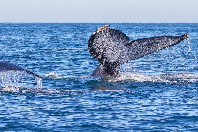 Whale Watching Tour in Puerto Vallarta - Who Should Consider This Tour?
