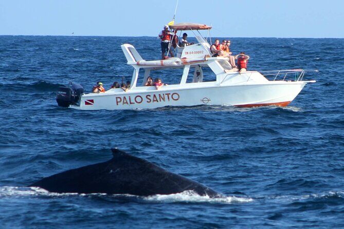 Whale Watching Tour in Samana Bay from Las Terrenas - How the Tour Unfolds: A Detailed Breakdown