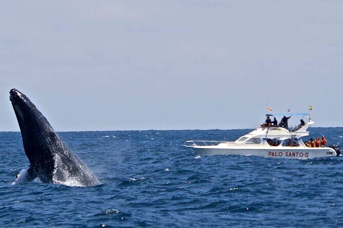 Whale Watching Tour in Samana - Authentic Traveler Perspectives