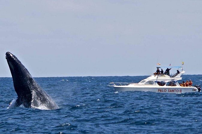 Whale Watching Tour in Samana - Who Should Consider This Tour?