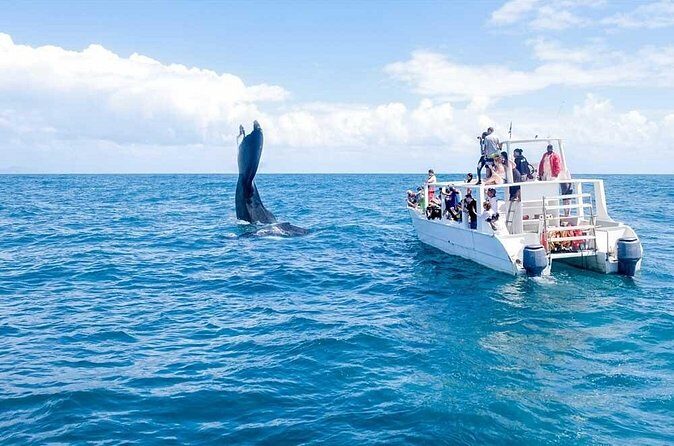 Whale Watching Tour in Samana - Final Thoughts
