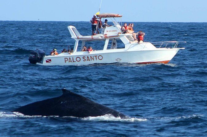 Whale Watching Tour in Samana - FAQ