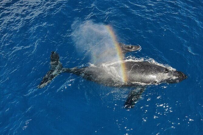 Whale Watching Tour in Waikiki Intimate Adventure on Oahu - FAQs