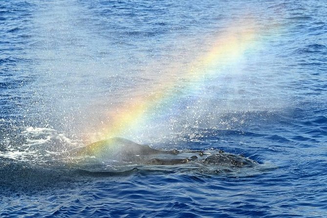 Whale Watching Tour: Whales Guaranteed in Kona Waikoloa - Whale Watching Experience