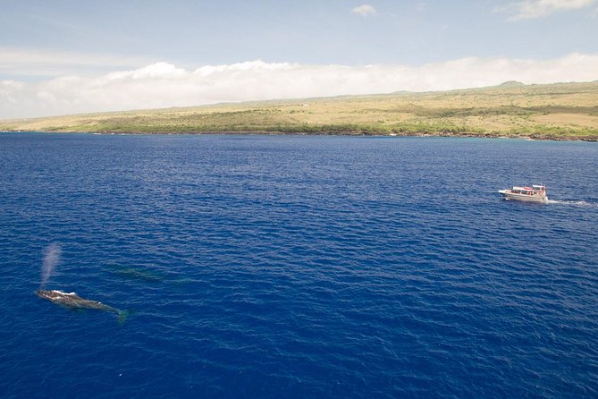 Whale Watching Tour: Whales Guaranteed in Kona Waikoloa - What to Expect on the Tour