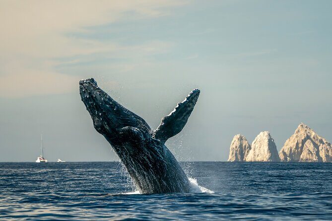 Whale Watching Tour with Arch and Beach in Cabo San Lucas - An Overview of the Experience