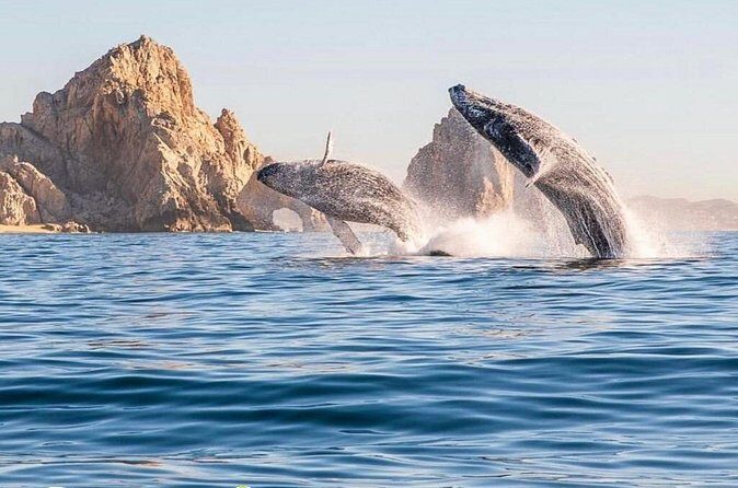 Whale Watching Tour with Arch and Beach in Cabo San Lucas - Beach Time at Lovers, Pelican, and Medano Beaches