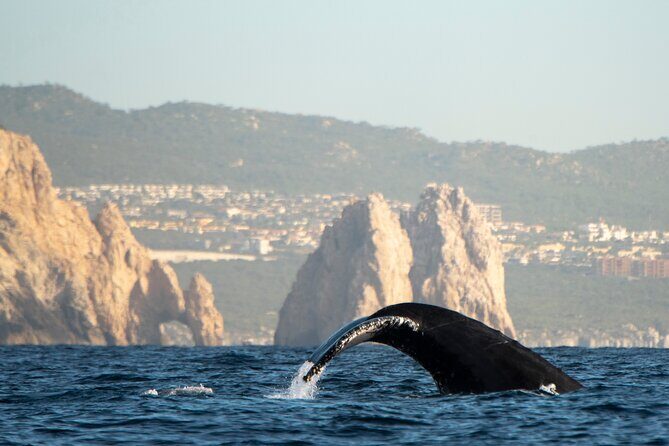 Whale Watching Tour with Arch and Beach in Cabo San Lucas - Authentic Feedback and What It Means for You