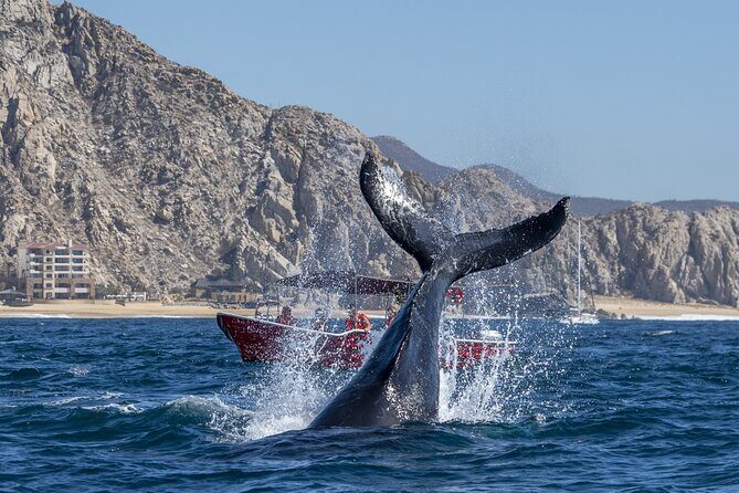 Whale Watching Tour with Arch and Beach in Cabo San Lucas - Who Would Enjoy This Tour?