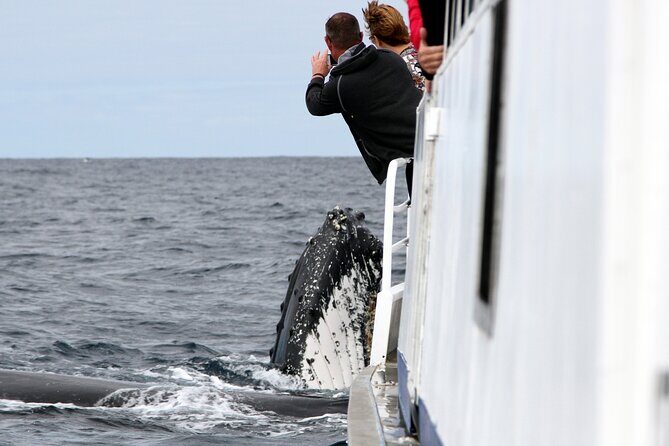 Whale Watching Tour with Spirit of Gold Coast - Key Points
