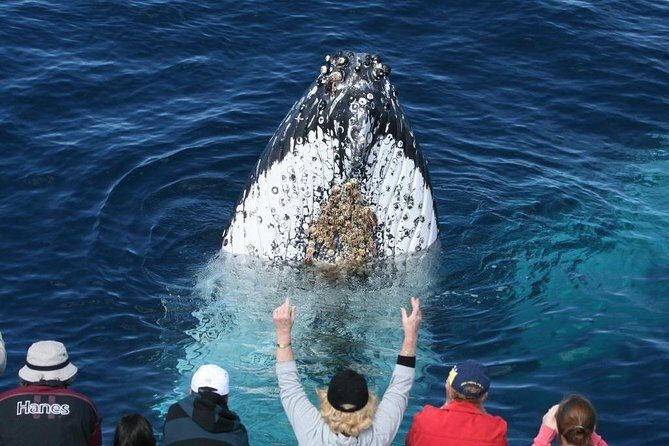 Whale Watching Tour with Spirit of Gold Coast - What to Expect from Your Whale Watching Adventure