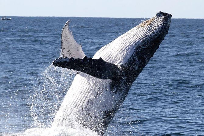 Whale Watching Tour with Spirit of Gold Coast - The Experience’s Highlights