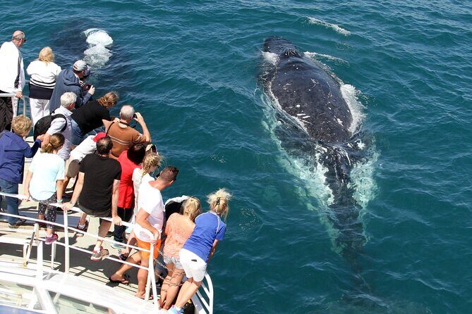 Whale Watching Tour with Spirit of Gold Coast - Practical Details and Tips